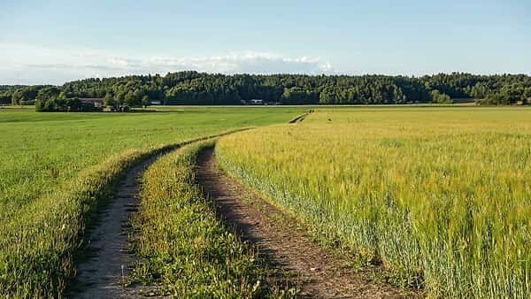 A field with mixed intercropping of oat ( Avena sativa ) and rye ( Secale cereale ) in Brastad, Lysekil Municipality, Sweden